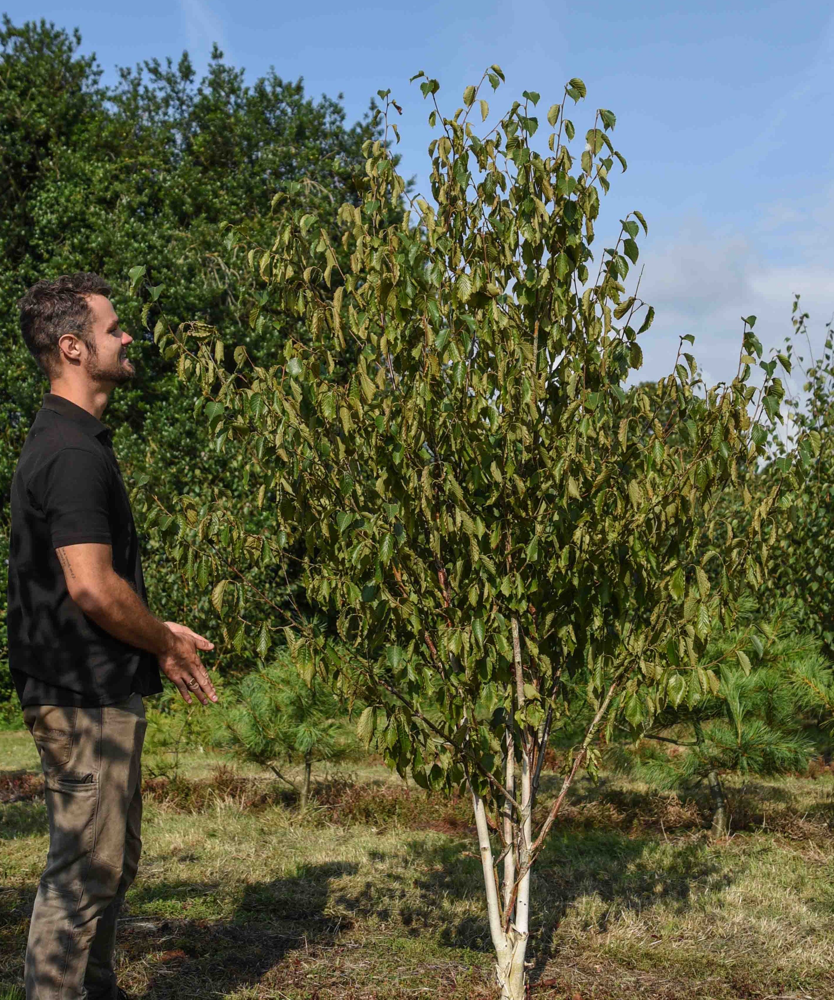 Betula utilis Greyswood Ghost Himalayan Birch scaled