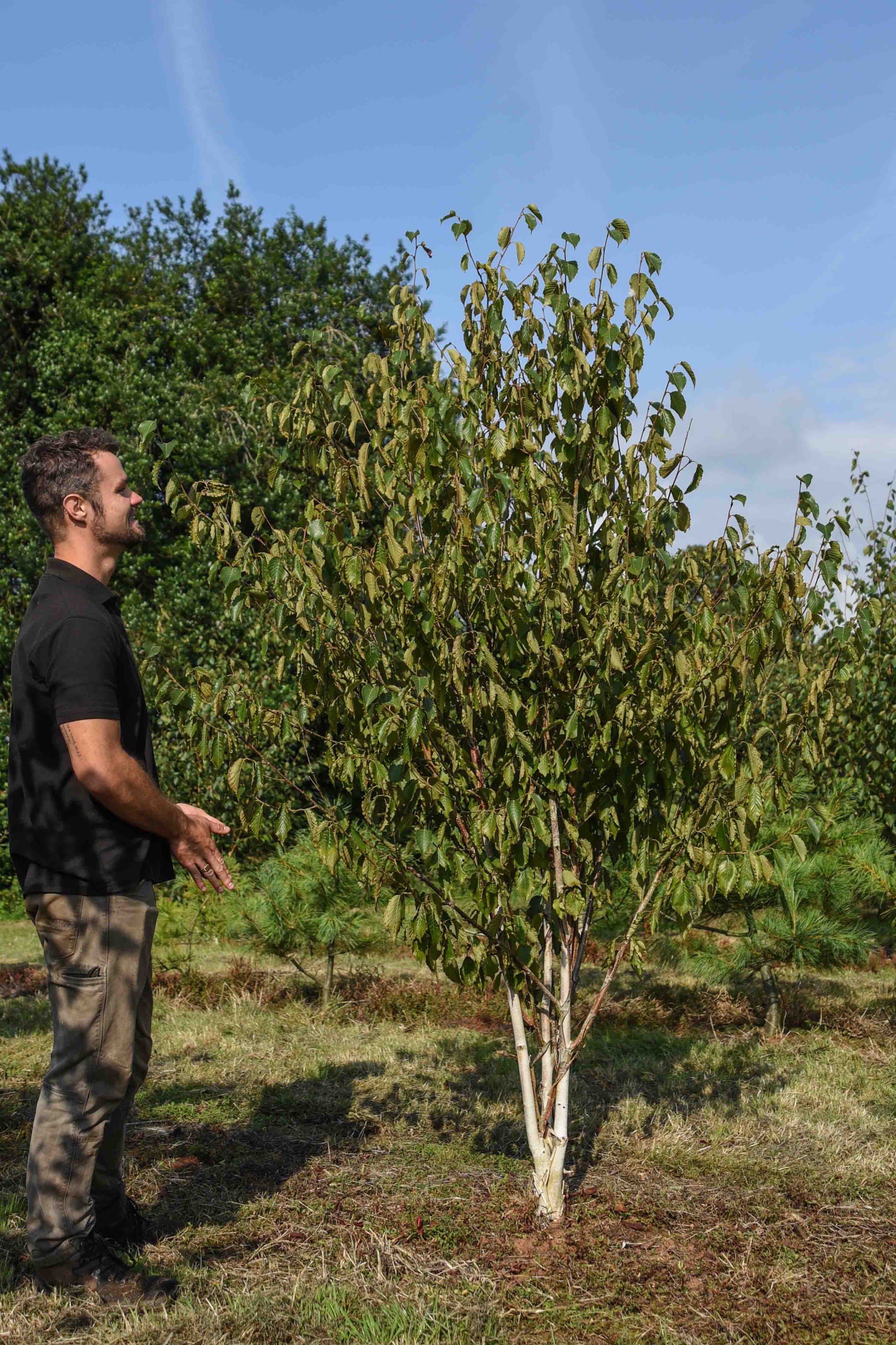 Betula utilis Greyswood Ghost Himalayan Birch scaled
