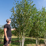 Betula utilis 'Jacquemontii' NWT Products 25 26 0003