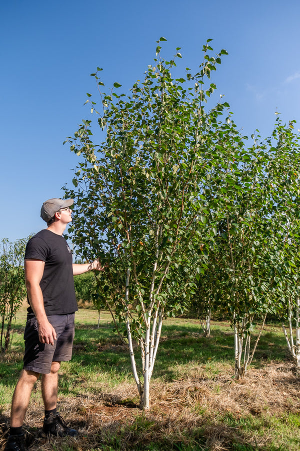 Betula utilis 'Jacquemontii' NWT Products 25 26 0003