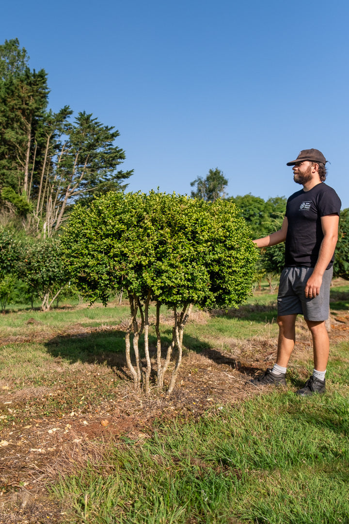 Buxus sempervirens 'Rotundifolia' NWT Products 25 26 0003
