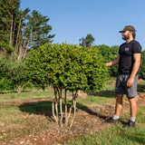 Buxus sempervirens 'Rotundifolia' NWT Products 25 26 0003