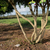 Buxus sempervirens ‘Rotundifolia 1500x977 1