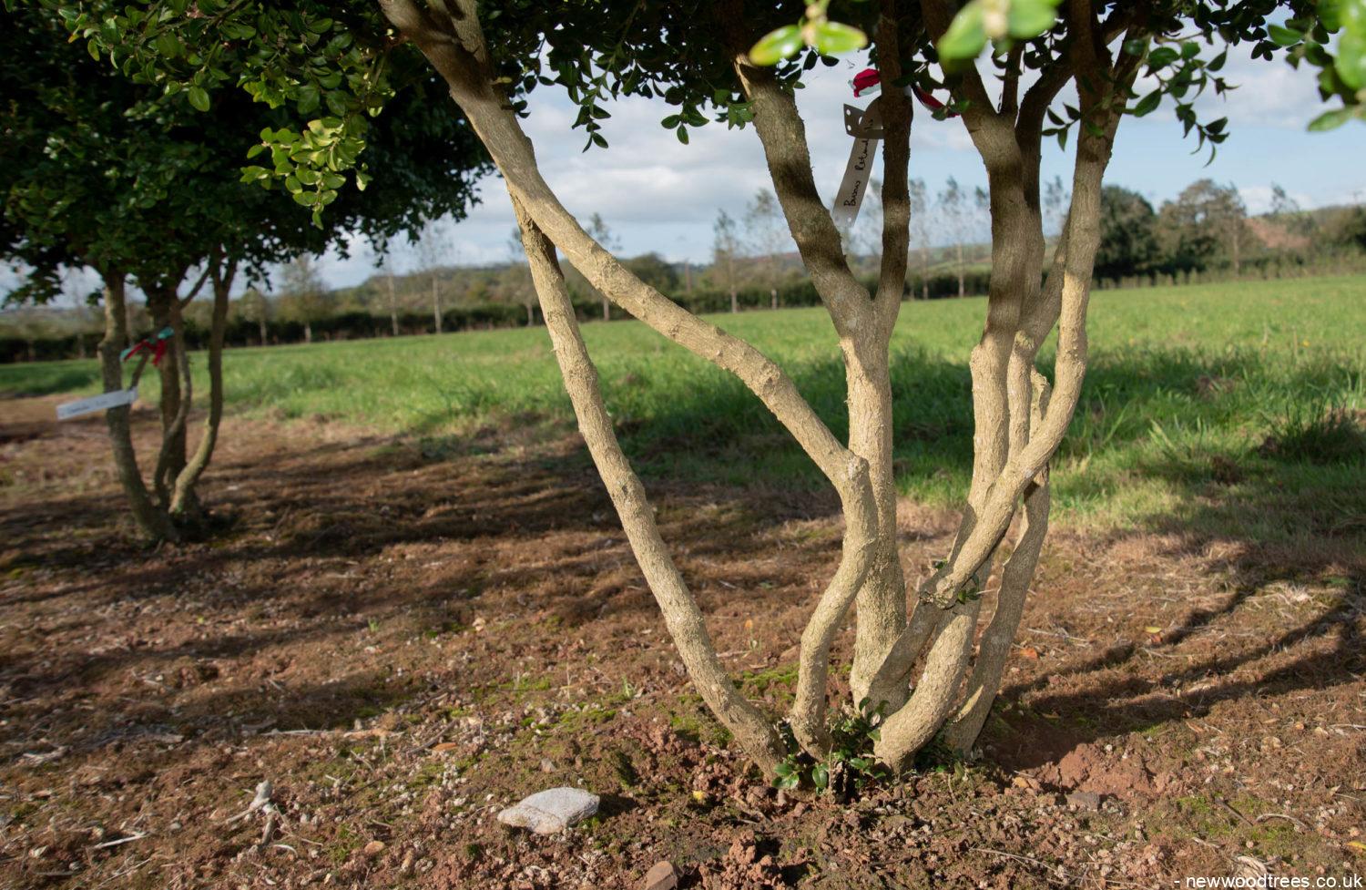 Buxus sempervirens ‘Rotundifolia 1500x977 1