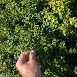 Buxus sempervirens ‘Rotundifolia 3 1148x1500 1