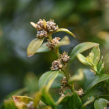 Buxus sempervirens ‘Rotundifolia scaled