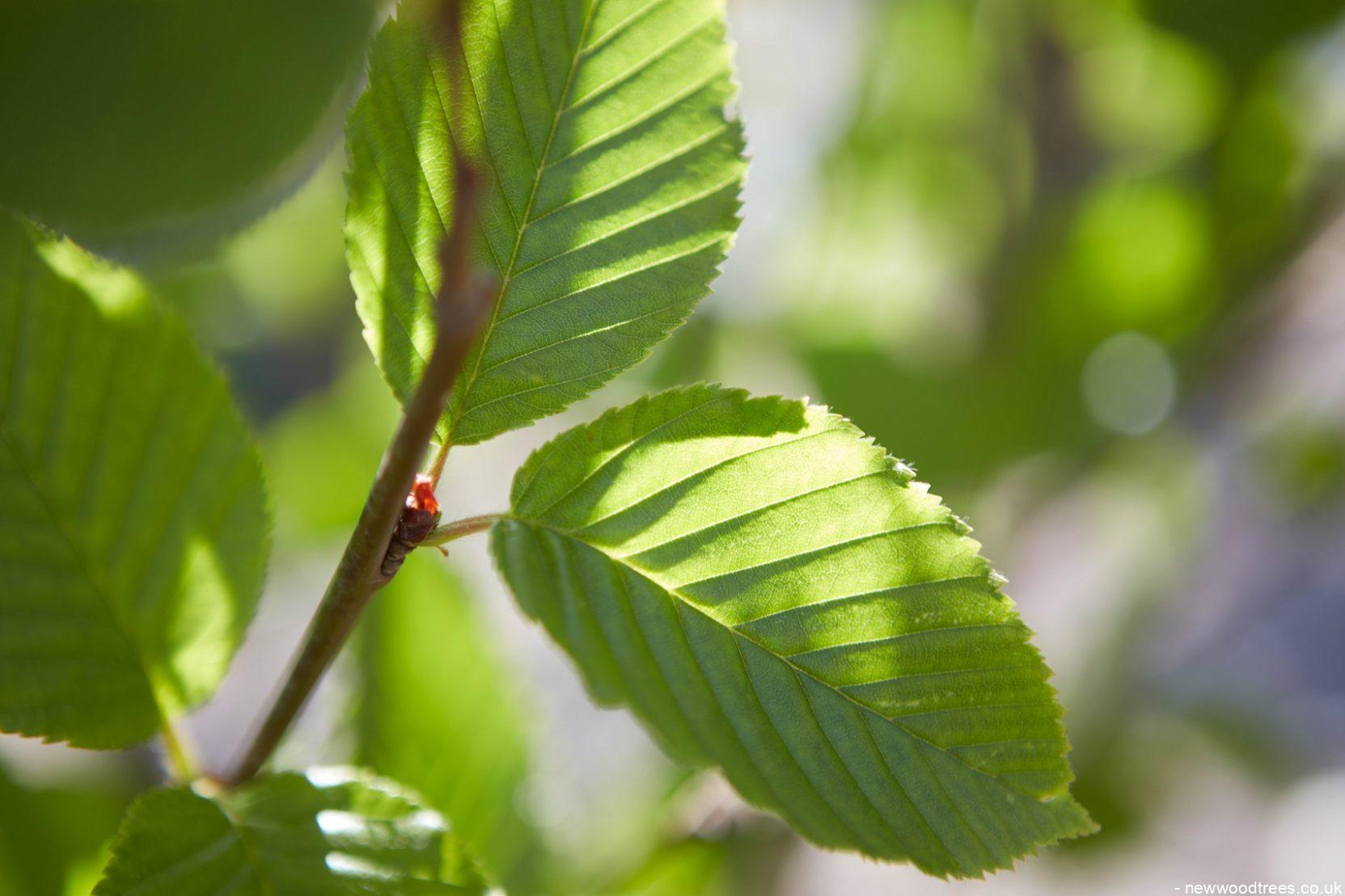 Carp betulus 2 2 1663x1109 1