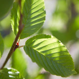 Carp betulus 2 2 1663x1109 1