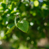 NWT 2024 Stock photos