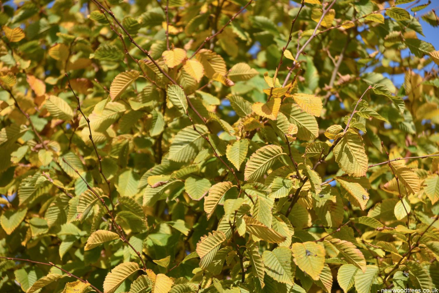 Carpinus betulus 2 1500x1001 1