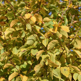 Carpinus betulus 2 1500x1001 1