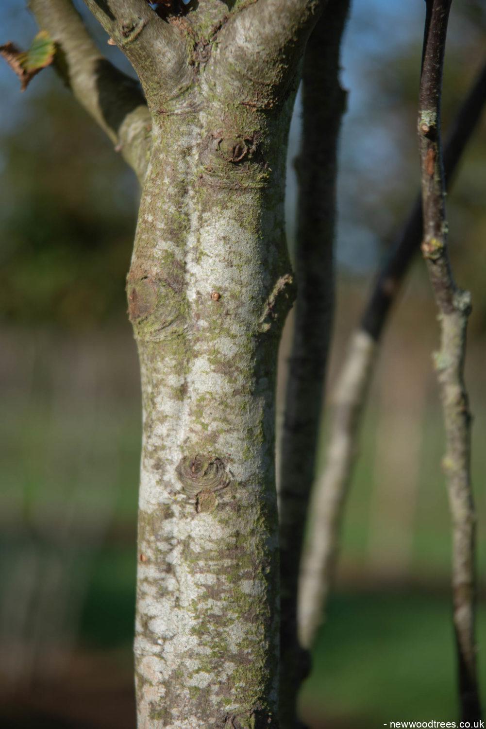 Carpinus betulus 3 1001x1500 1