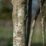 Carpinus betulus 3 1001x1500 1