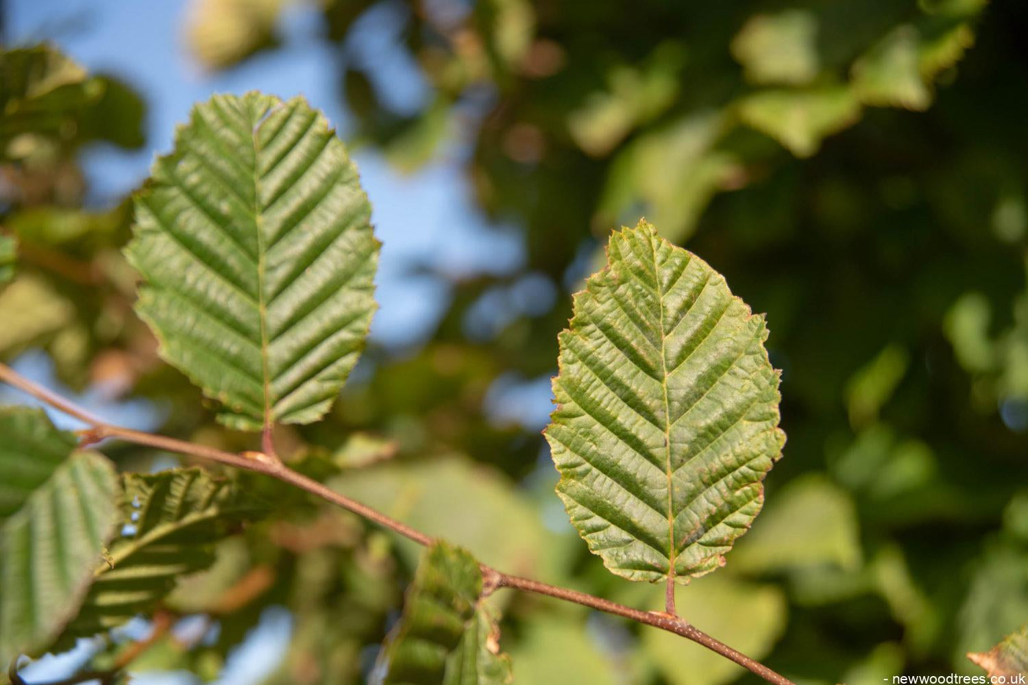 Carpinus betulus 4 1500x1001 1