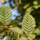 Carpinus betulus 4 1500x1001 1