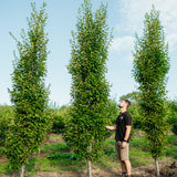 Carpinus betulus 'Frans Fontaine' NWT Product photos 25 26 4