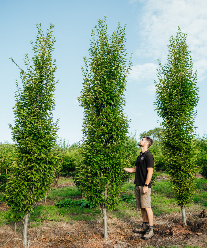Carpinus betulus 'Frans Fontaine' NWT Product photos 25 26 4