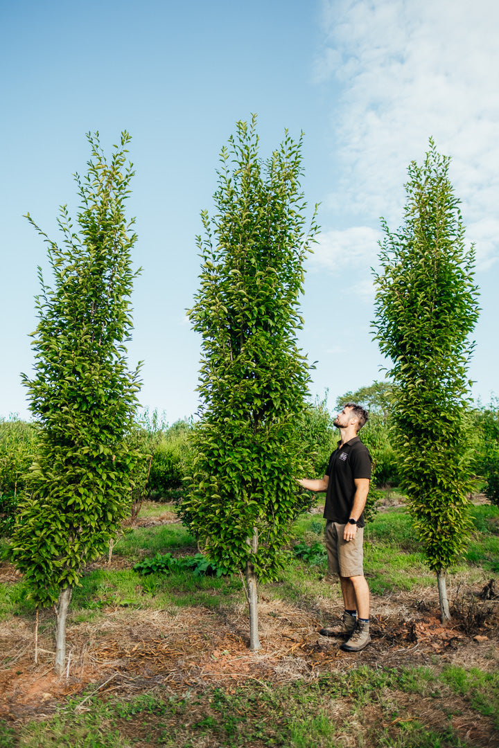 Fastigiate Shape Carpinus betulus 'Frans Fontaine' - Fastigiate Hornbeam – New Wood Trees