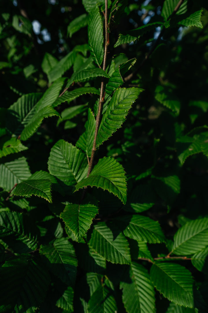 Carpinus betulus 'Lucas' NWT Products 25 26 0005