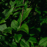 Carpinus betulus 'Lucas' NWT Products 25 26 0005