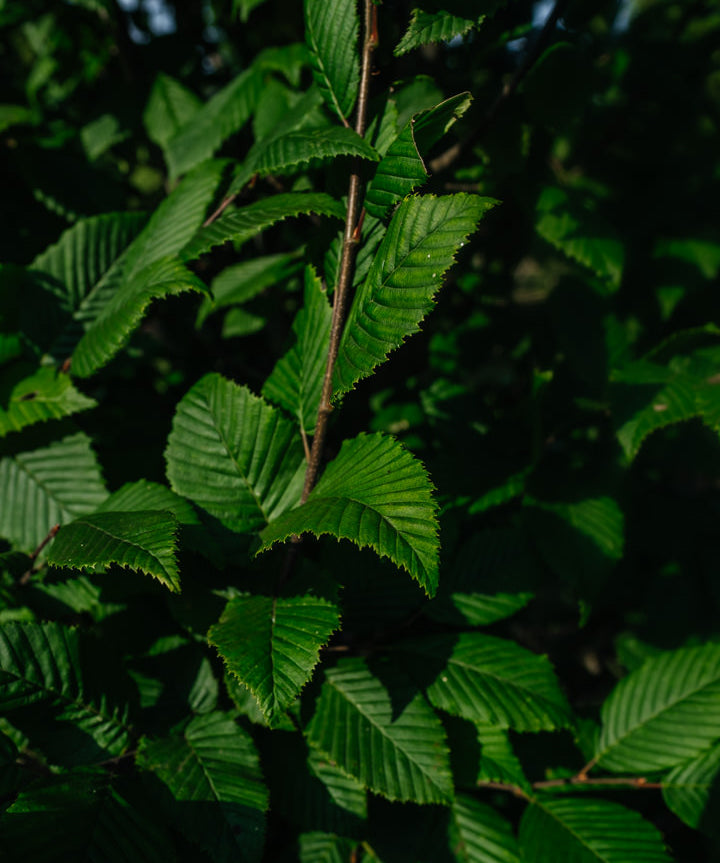 Carpinus betulus 'Lucas' NWT Products 25 26 0005