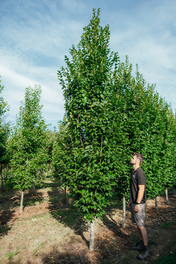Carpinus betulus 'Lucas' NWT Products 25 26 0012
