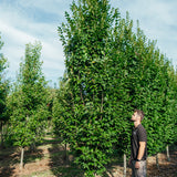 Carpinus betulus 'Lucas' NWT Products 25 26 0012