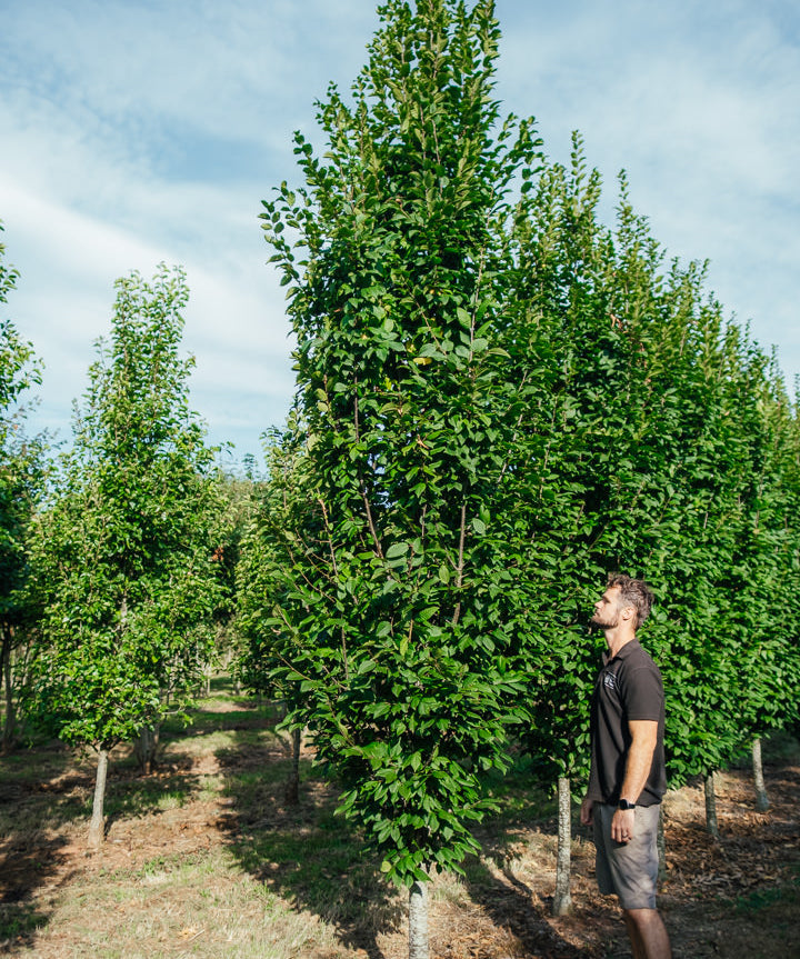 Carpinus betulus 'Lucas' NWT Products 25 26 0012