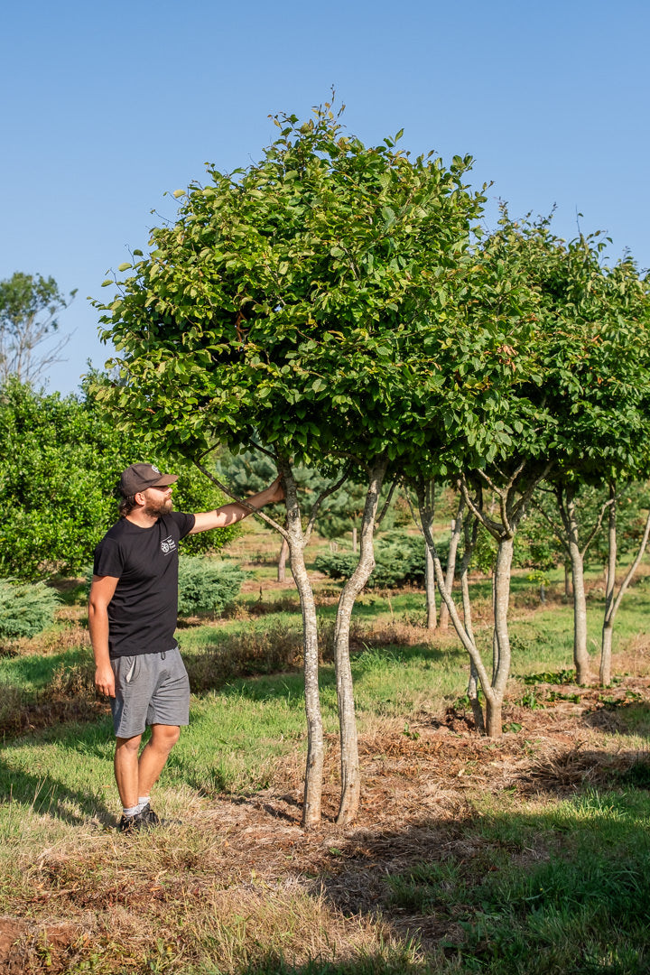 Carpinus betulus NWT Products 25 26 0007