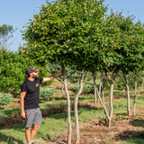 Carpinus betulus NWT Products 25 26 0007