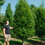 Carpinus betulus ‘Fastigiata’ NWT products 25 26 0013
