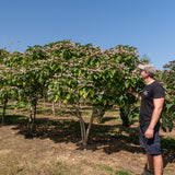 Clerodendrum trichotomum NWT Products 25 26 0012 Edit 3