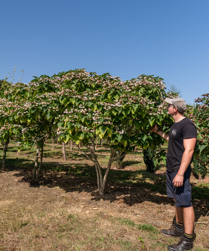 Clerodendrum trichotomum NWT Products 25 26 0012 Edit 3