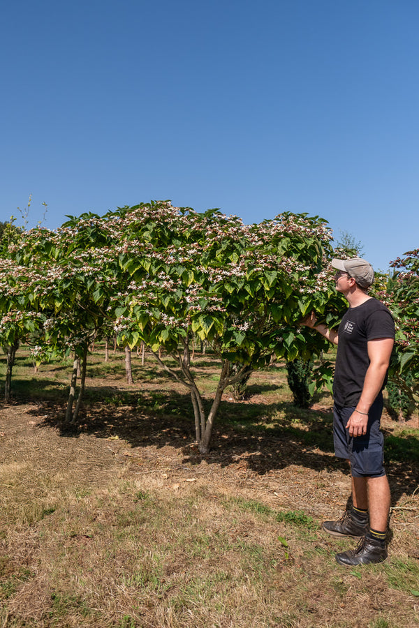 Clerodendrum trichotomum NWT Products 25 26 0012 Edit 3