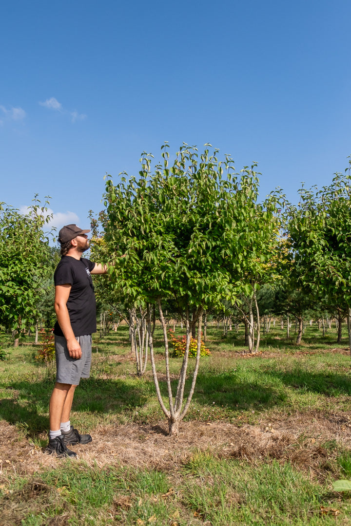 Cornus Mas NWT Products 25 26 0006