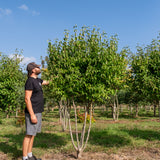 Cornus Mas NWT Products 25 26 0006