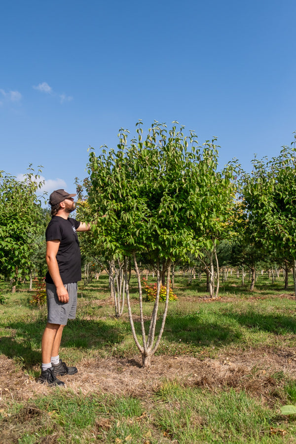 Cornus Mas NWT Products 25 26 0006