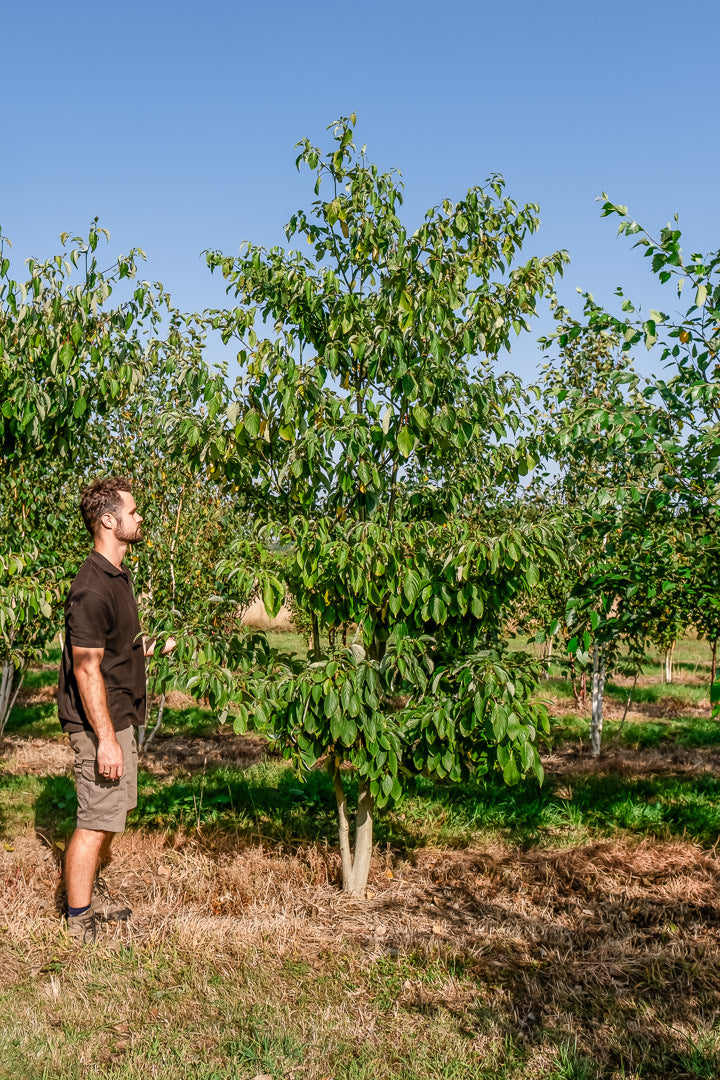 Cornus controversa NWT Products 25 26 0003 Edit