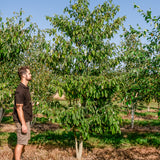 Cornus controversa NWT Products 25 26 0003 Edit