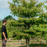 Cornus controversa grown by New Wood Trees