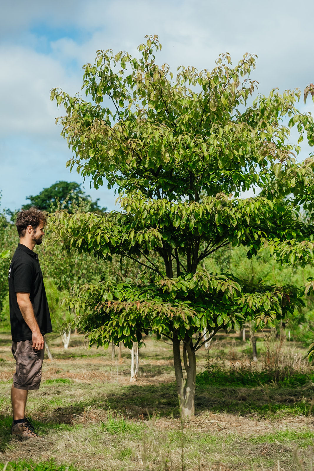 Cornus controversa grown by New Wood Trees