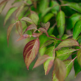 Cornus controversa grown by New Wood Trees