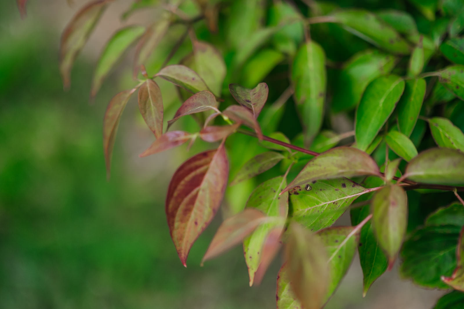 Cornus controversa grown by New Wood Trees