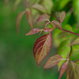 Cornus controversa grown by New Wood Trees