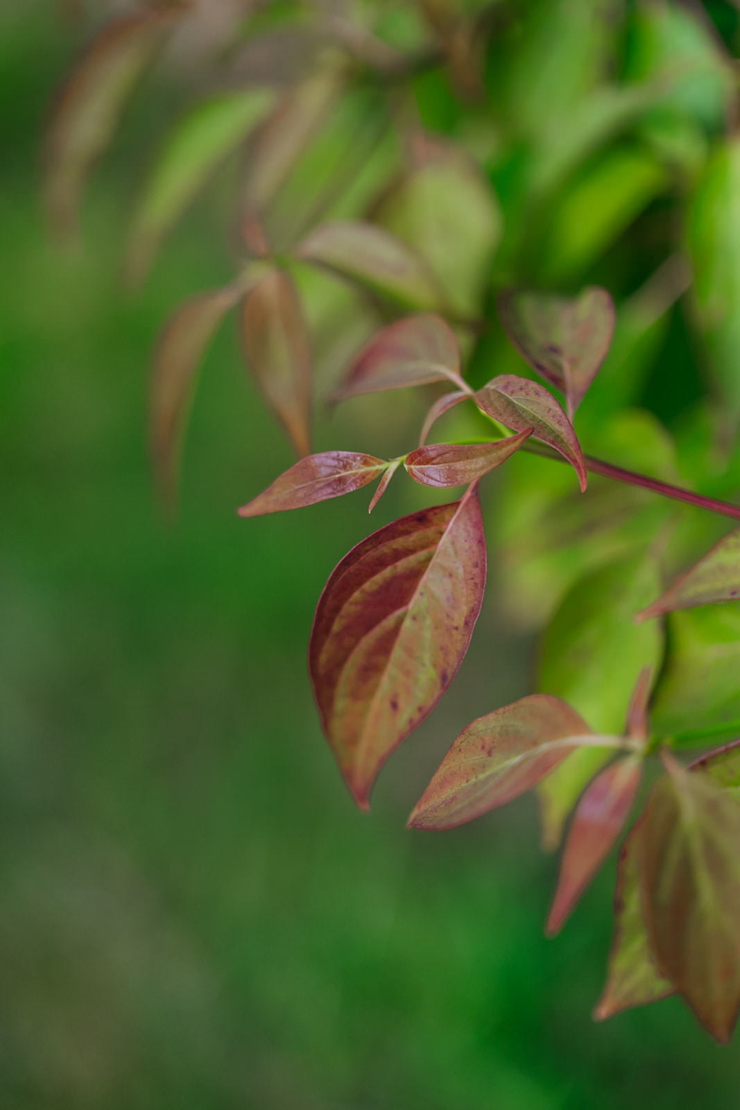 Cornus controversa grown by New Wood Trees