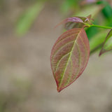Cornus controversa grown by New Wood Trees