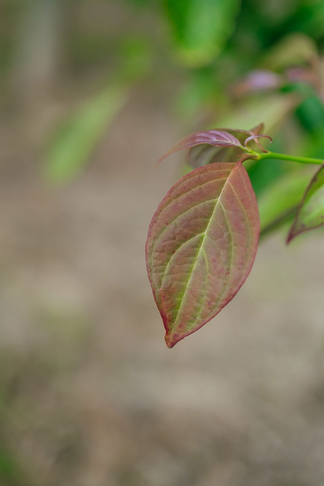Cornus controversa grown by New Wood Trees