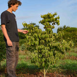 Cornus kousa China Girl Chinese Dogwood scaled
