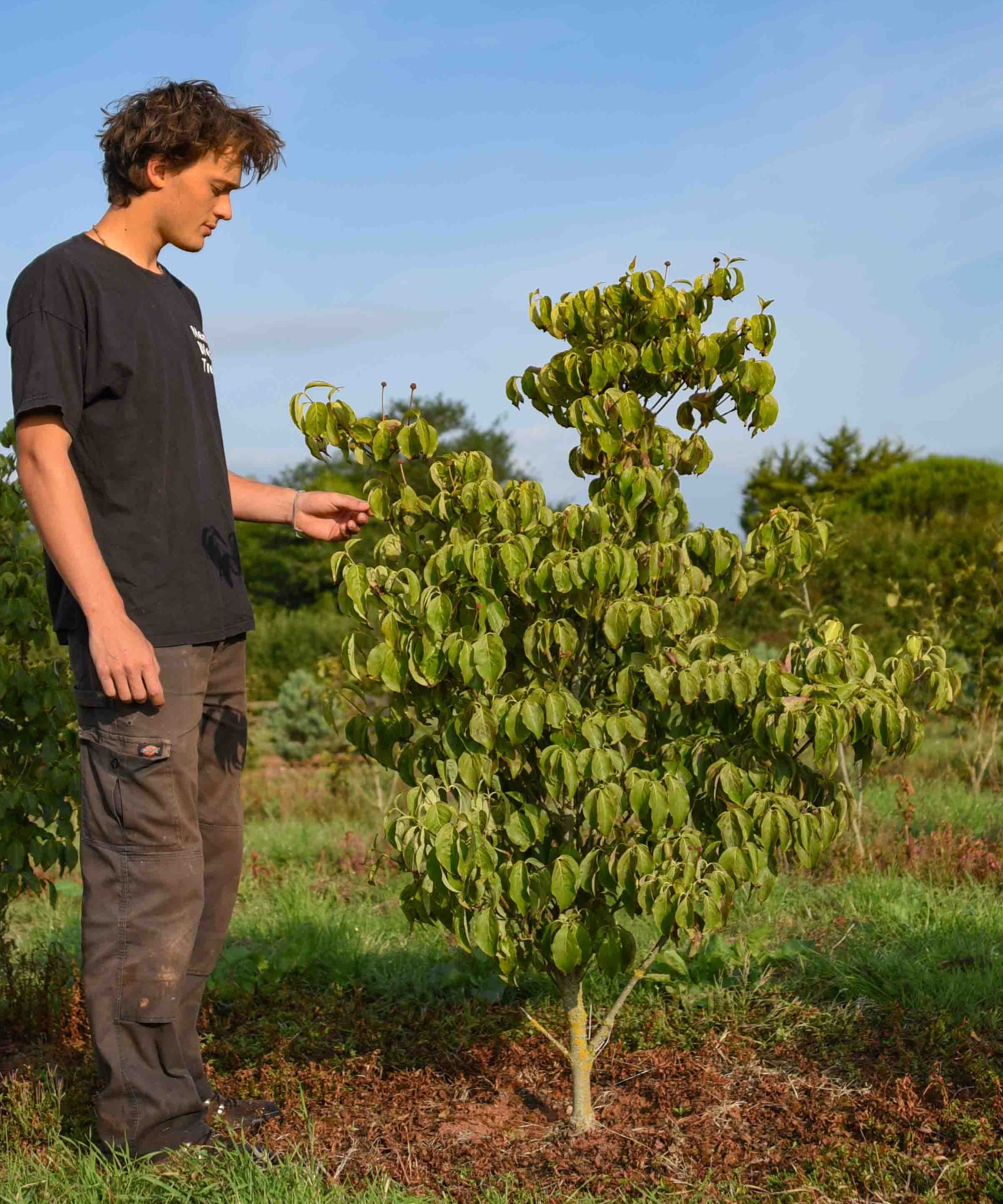 Cornus kousa China Girl Chinese Dogwood scaled