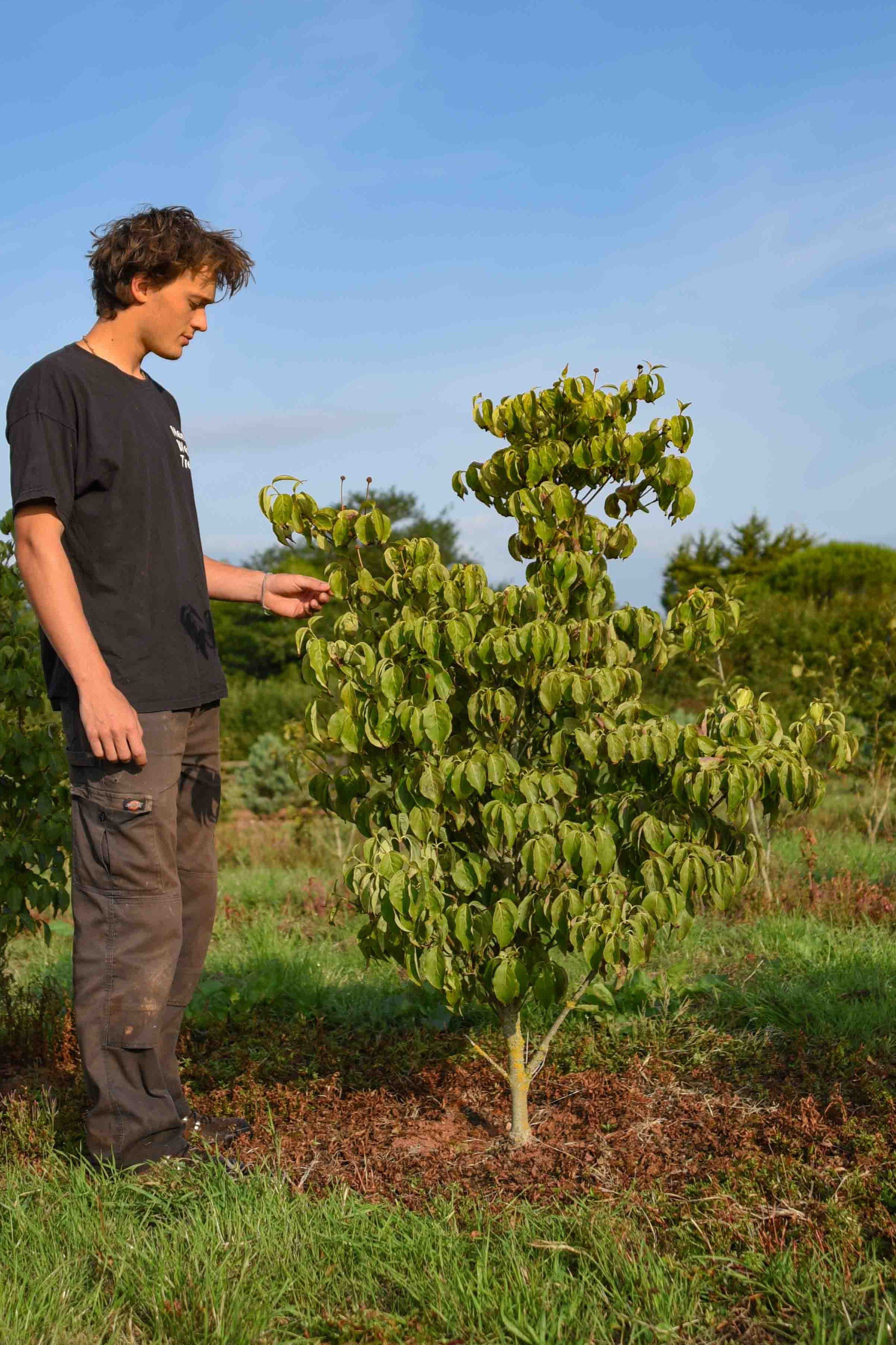Cornus kousa China Girl Chinese Dogwood scaled